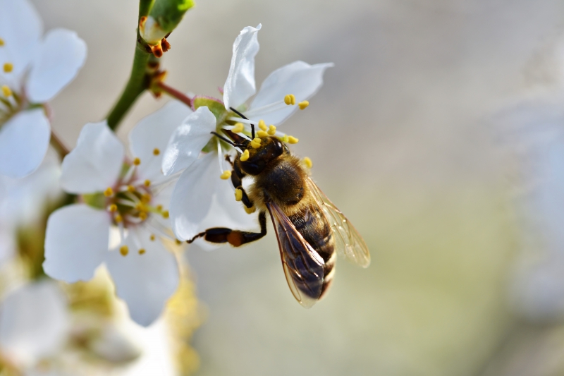 jardinerie-LA VERDIERE-min_bee-4092986